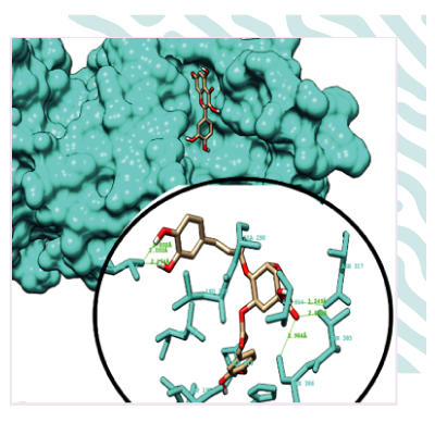 Pose de liaison et site de liaison de l'acide caféique avec l'α-glucosidase (panneau A)