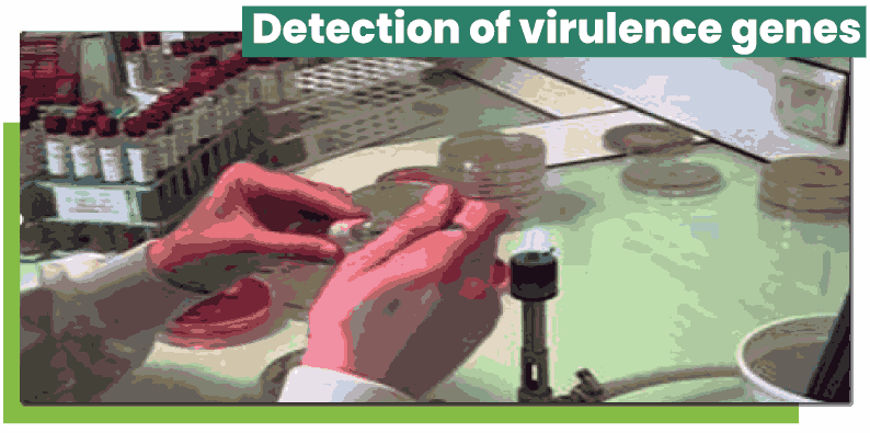 Detection of virulence genes