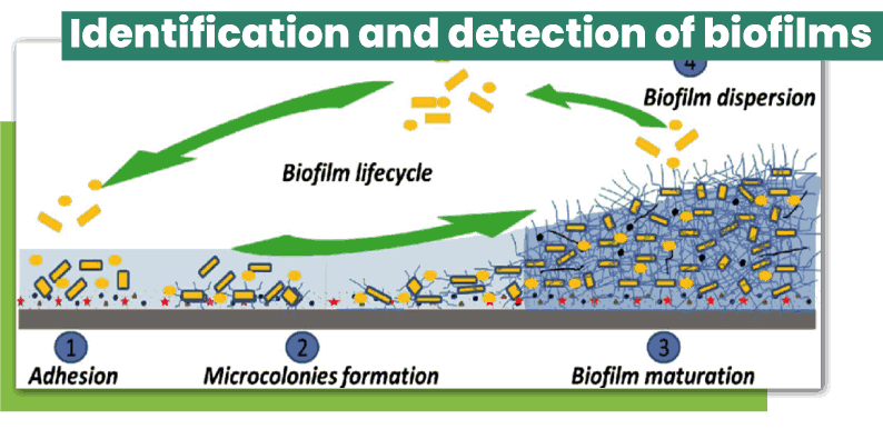 Identification and detection of biofilms